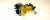 813050149 ELECTROVANEN SOLENOID