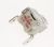 Thermostats Klixon ,convient pour unF53N 4825000000