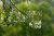 9009229775 EFDBTH6 POLLEN PROTECT FILTER